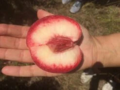 Säulen-Pfirsich `Ellora´ Prunus Persica `Ellora´ 9 Säulen-Pfirsich `Ellora´ Prunus Persica `Ellora´ -Pflanzenladen pfirsich ellora frucht1