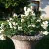 Zwerg-Gartenjasmin `Little White Love´ Philadelphus Coronarius 2 Zwerg-Gartenjasmin `Little White Love´ Philadelphus Coronarius -Pflanzenladen philadelphus little white love 3