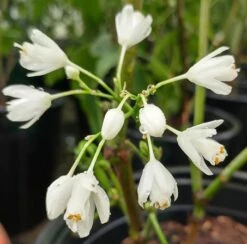 Rispen-Pimpernuss Staphylea Pinnata 9 Rispen-Pimpernuss Staphylea Pinnata -Pflanzenladen pimpernuss2