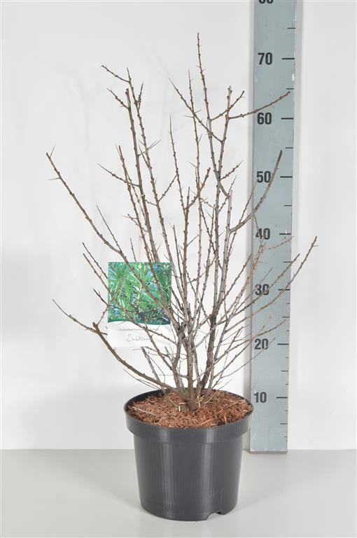 Sanddorn Pollmix Hippophae Rhamnoides `Pollmix´ 4 Sanddorn Pollmix Hippophae Rhamnoides `Pollmix´ – Bild 2