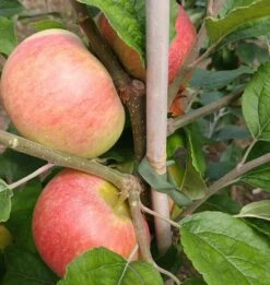Prinz Albrecht Von Preußen Malus Domestica -Pflanzenladen prinz albrecht 1