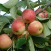 Rebella ® Malus Domestica -Pflanzenladen rebellas