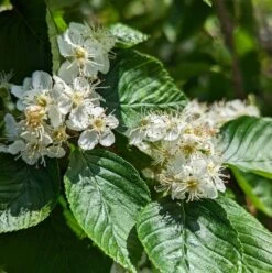 Erlenblättrige Eberesche `Red Bird´ Sorbus Alnifolia `Red Bird´ -Pflanzenladen red bird 2