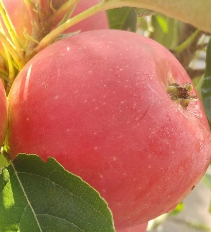 Rote Wolke - Rotfleischiger Apfel Malus Domestica `Rote Wolke´ 4 Rote Wolke - Rotfleischiger Apfel Malus Domestica `Rote Wolke´ – Bild 2