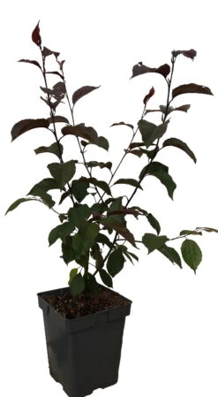 Zierapfel Royalty Malus `Royalty´ 9 Zierapfel Royalty Malus `Royalty´ -Pflanzenladen royalty2