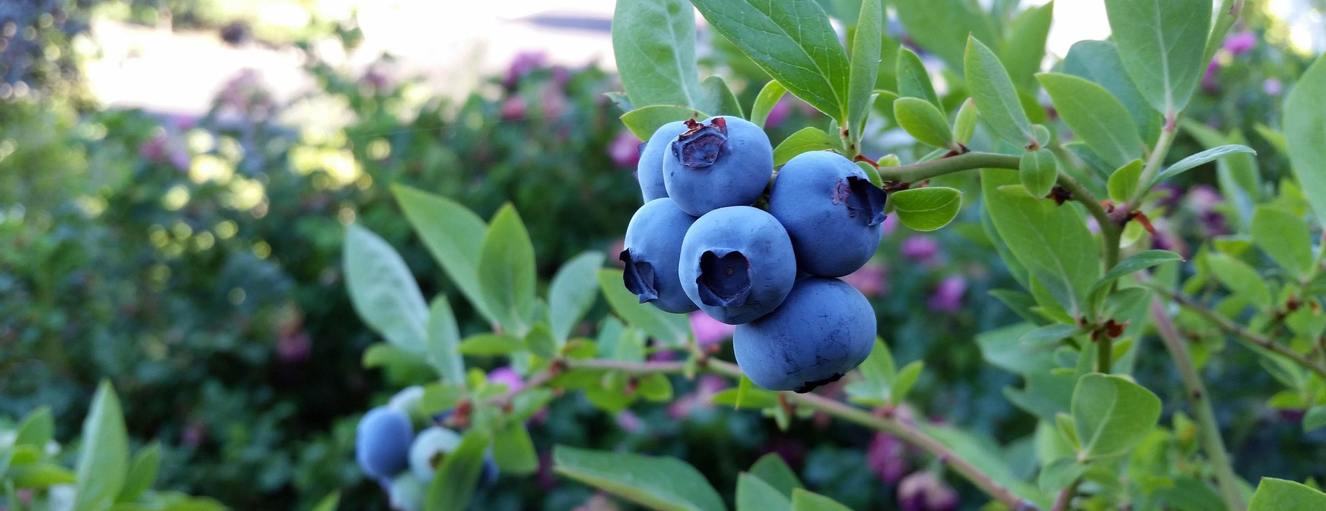 Pflanzenladen -Pflanzenladen rubel blueberry 2918485 1920