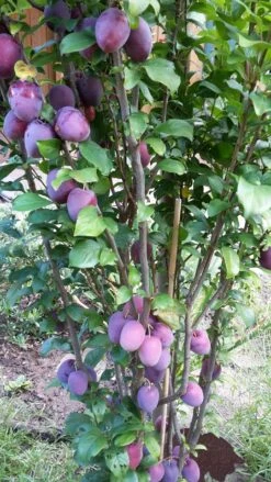 Rote Säulen-Mirabelle `Ruby´ Wurzelnackt Prunus Domestica Subsp. Syriaca `Ruby´ 8 Rote Säulen-Mirabelle `Ruby´ Wurzelnackt Prunus Domestica Subsp. Syriaca `Ruby´ -Pflanzenladen ruby2a0Cx9InYDY0Pl