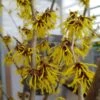 Zaubernuss `Arnold Promise´ Hamamelis X Intermedia `Arnold Promise´ -Pflanzenladen zaubernuss arnold promise