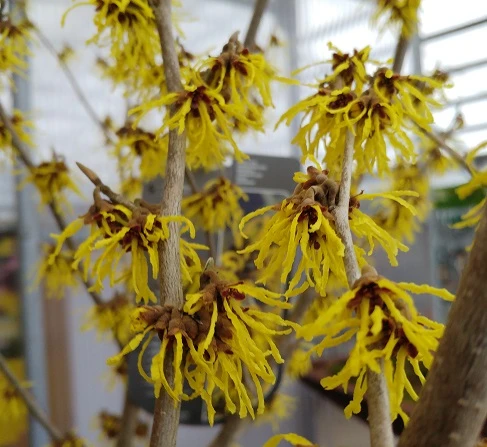 Zaubernuss `Arnold Promise´ Hamamelis X Intermedia `Arnold Promise´ 3 Zaubernuss `Arnold Promise´ Hamamelis X Intermedia `Arnold Promise´