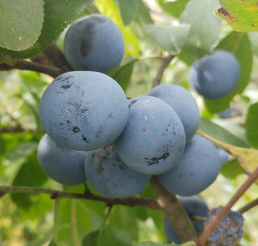 Zibarte Voraussichtlich Ab Juni/Juli Wieder Verfügbar 4 Zibarte Voraussichtlich Ab Juni/Juli Wieder Verfügbar – Bild 2