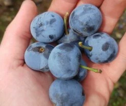 Zibarte Voraussichtlich Ab Juni/Juli Wieder Verfügbar 8 Zibarte Voraussichtlich Ab Juni/Juli Wieder Verfügbar -Pflanzenladen zibarte 22