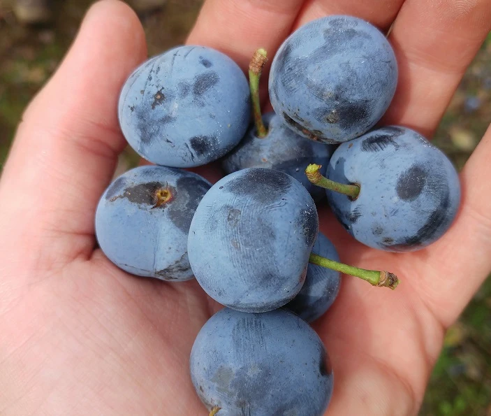 Zibarte Voraussichtlich Ab Juni/Juli Wieder Verfügbar 5 Zibarte Voraussichtlich Ab Juni/Juli Wieder Verfügbar – Bild 3