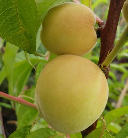Honigpfirsich `Honeysun®´ Prunus Persica `Honeysun´ 3 Honigpfirsich `Honeysun®´ Prunus Persica `Honeysun´