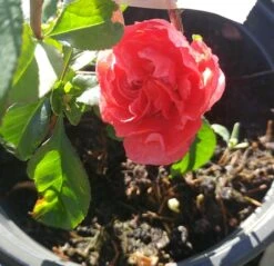 Zierquitte `Pink Storm´ Chaenomeles Japonica `Pink Storm´ 9 Zierquitte `Pink Storm´ Chaenomeles Japonica `Pink Storm´ -Pflanzenladen zierquitte chaenomeles pink storm