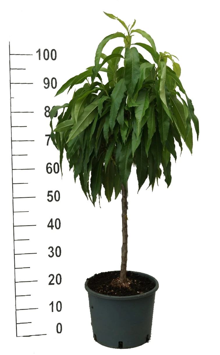 Zwergpfirsich `Bonanza´ Prunus Persica 6 Zwergpfirsich `Bonanza´ Prunus Persica – Bild 4