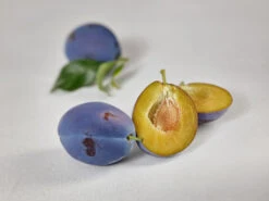 Haganta (S) Prunus Domestica `Haganta´ -Pflanzenladen zwetschge haganta g