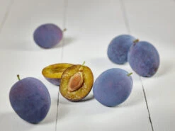 Hanita ® Prunus Domestica `Hanita -Pflanzenladen zwetschge hanita g